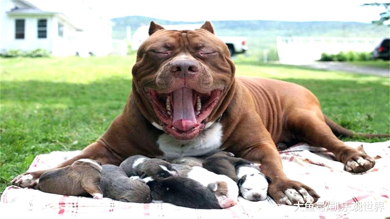 世界上咬人最猛的狗, 与藏獒决斗从无败绩, 好惹事但不咬人类!