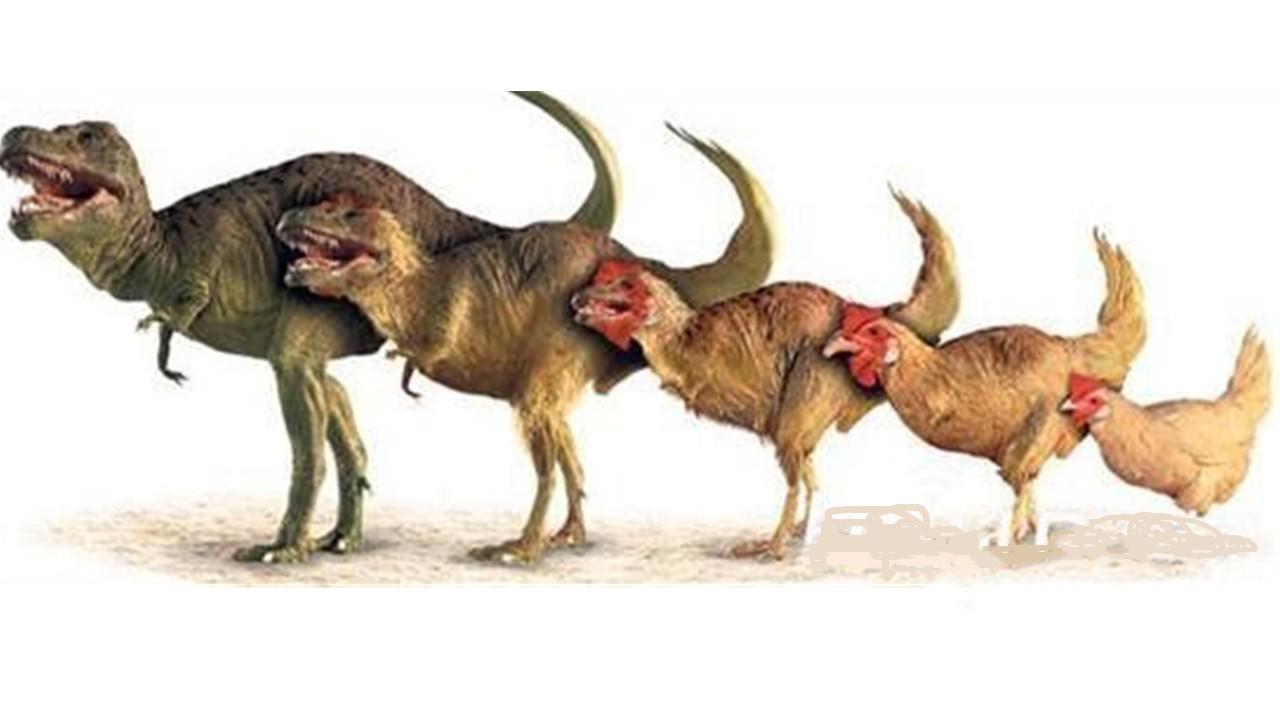 为什么有的人说鸡是由霸王龙进化来的?看完再也不敢吃烤鸡