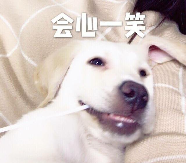 狗狗年龄|我v年龄着这个像机不该有的a年龄和趣图-表情壁纸表情手头包图片