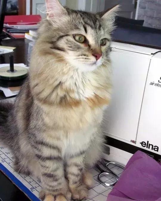 各种被蜜蜂蛰后的样子,你们看看就好,千万不要