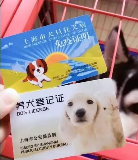 养犬证办理攻略（上海）