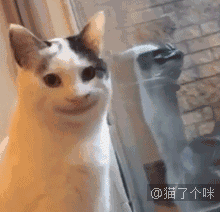 喵星人gif图 :铲屎官给猫咪p了一下表情,瞬间魔性了