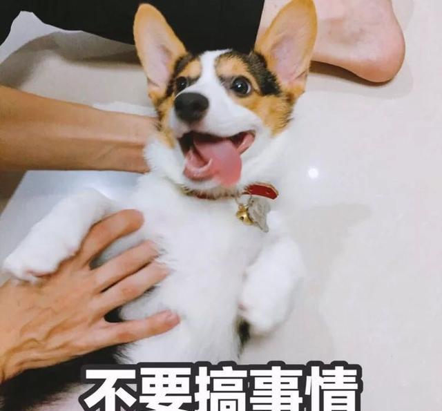 一只呆萌柯基和哈士奇混久了,自创了各种二哈v表情表情的图片朋友大全集图片