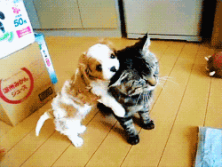 壁纸 动物 狗 狗狗 250_188 gif 动态图 动图