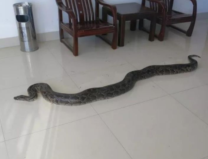 男子山上发现大蛇,打算拿回家炖了,回家