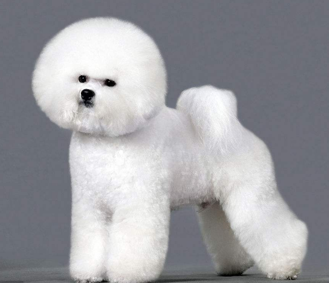 比熊:我天,去做了个修毛怎么就变成了一只小绵羊。