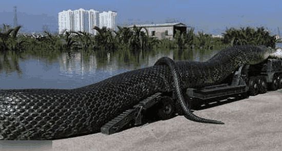 世界上最大的巨蟒,蛇身长15米有五层楼的高度,人看后不淡定了
