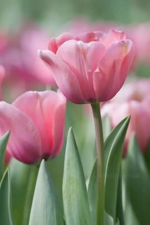 意境深远的唯美句子,让人忍不住收藏