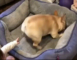 壁纸 动物 狗 狗狗 256_200 gif 动态图 动图