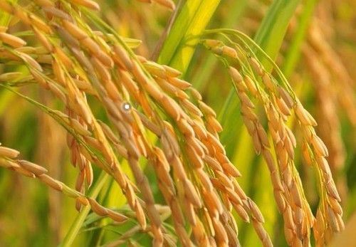 农村常种植四种的经济作物