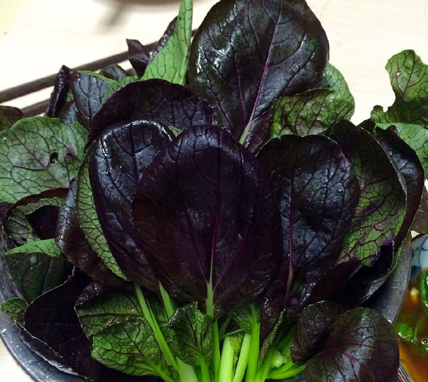 这个菜一年四季可以种,播种一个月就可采摘,比