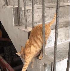 小奶猫险些坠下楼,紧急关头好人出手相救,猫咪表示