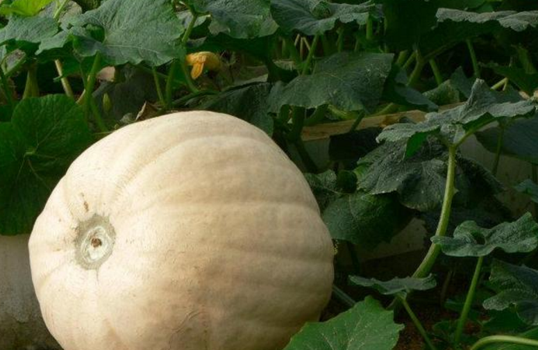 野菜季节,这几大野菜吃过3种你是农村人,最后