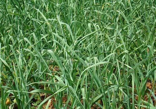 农产品价格又下跌了,蒜薹和洋葱无一幸免,农民