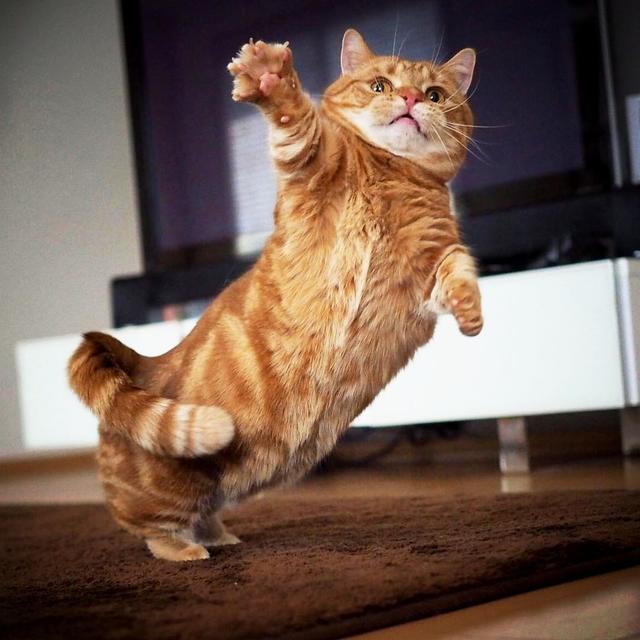 小短腿的曼赤肯猫，赋予超强的弹跳力，成为最大笑点。