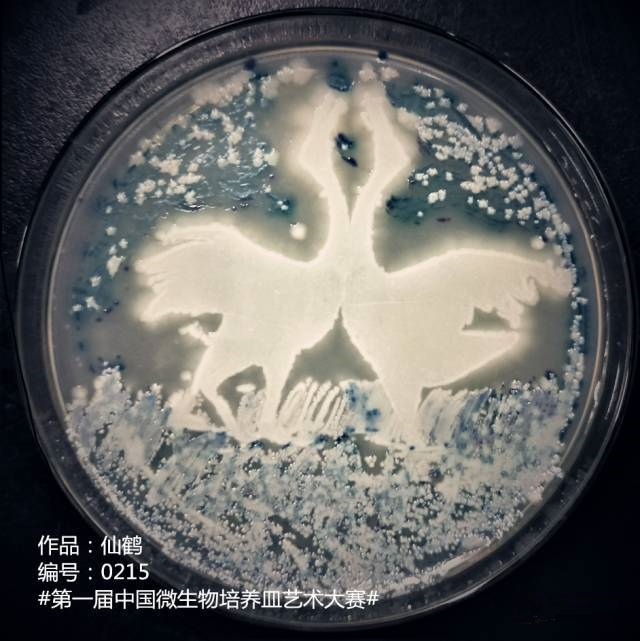 老外用细菌绘《蒙娜丽莎》中国科学家用微生物