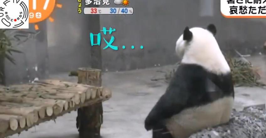 大熊猫热到怀疑人生, 用这一招避暑, 令人哭笑不得!