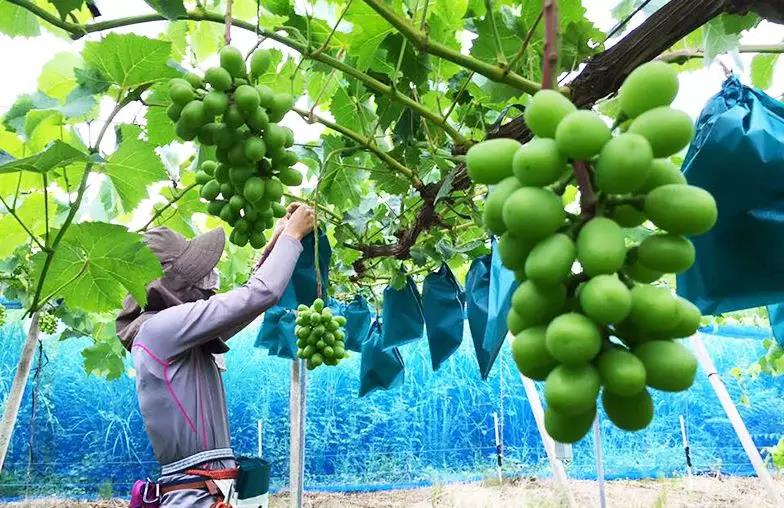 一斤卖一百多,阳光玫瑰是怎么种出来的?