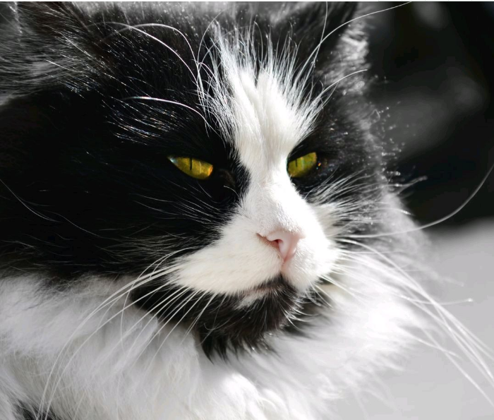 喵:离我远点,我可是高冷型的猫,不是一般喵撩的起.