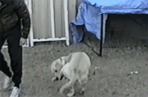 2b汪星人欢乐多