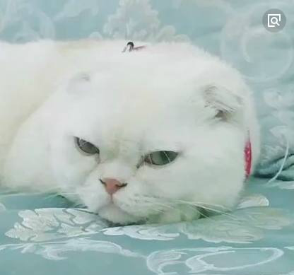 公认抖音唱歌最好听的网红,刘宇宁第三,第1最