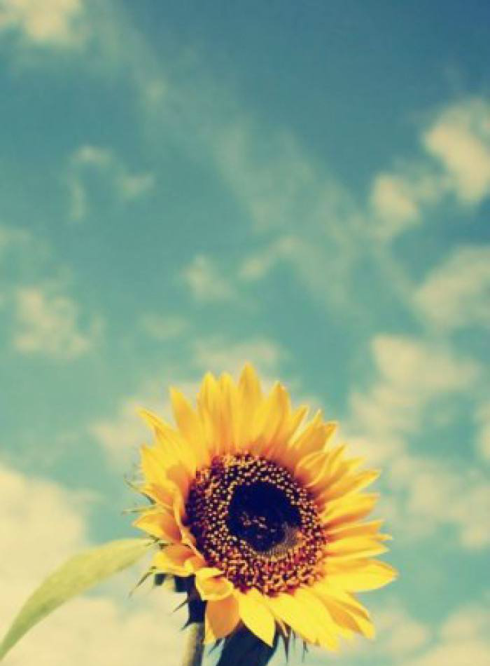 唯美向日葵,亮丽黄色让心情变美,高清手机壁纸