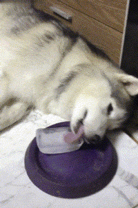 壁纸 动物 狗 狗狗 200_302 gif 动态图 动图