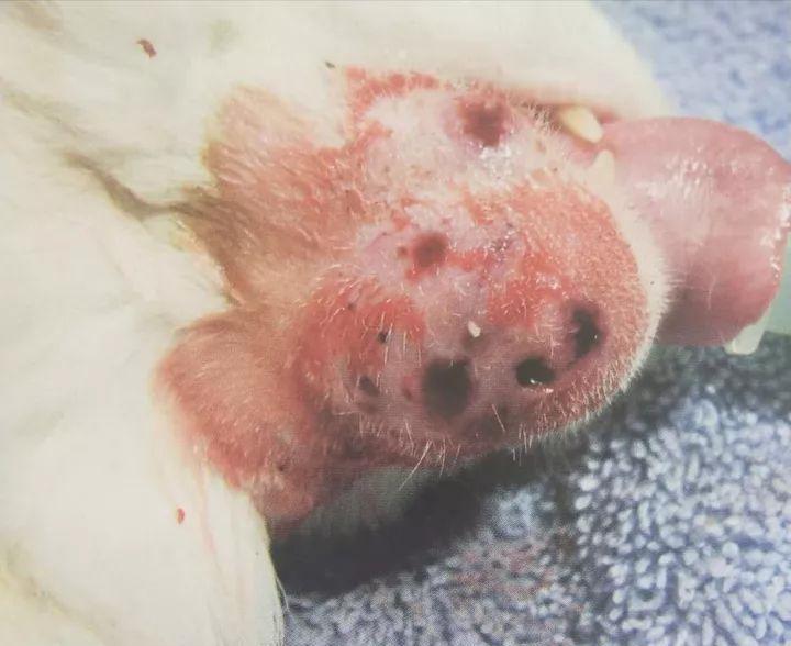 猫痤疮(猫黑下巴与种马尾)一些处理办法