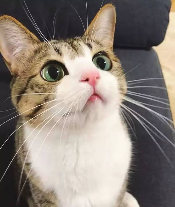 这只网红狸花猫的表情真是独一无二的可爱!