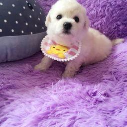 狗狗可以吃蛋黄,但不建议多吃,会有什么好处呢