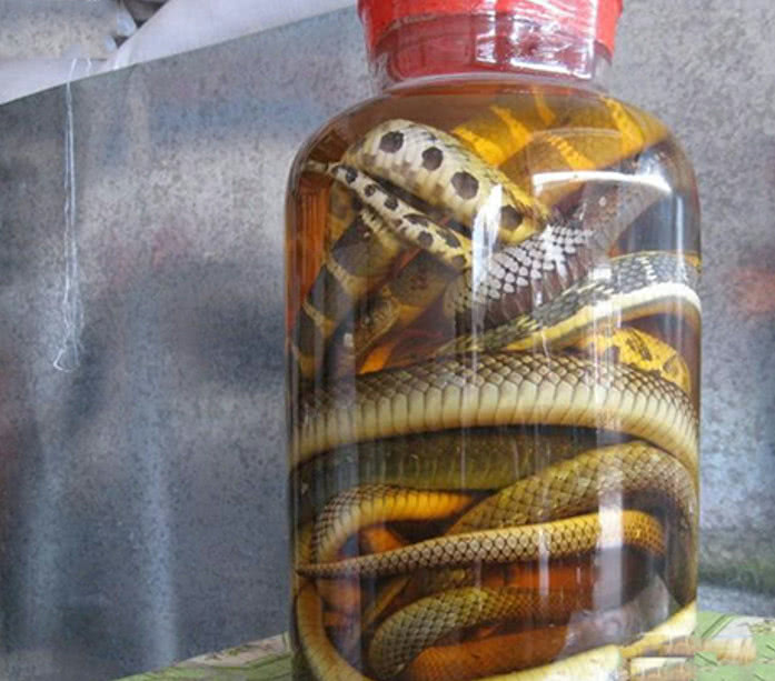 为什么泡酒3个月的毒蛇,却还能复活咬人?