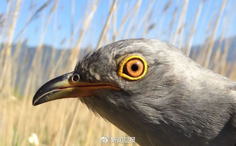 匆匆那年,从颐和园到好望角: 13只北京雨燕的迁