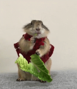 作为近些年来宠物界的新贵,原来土拨鼠也可以这么萌!