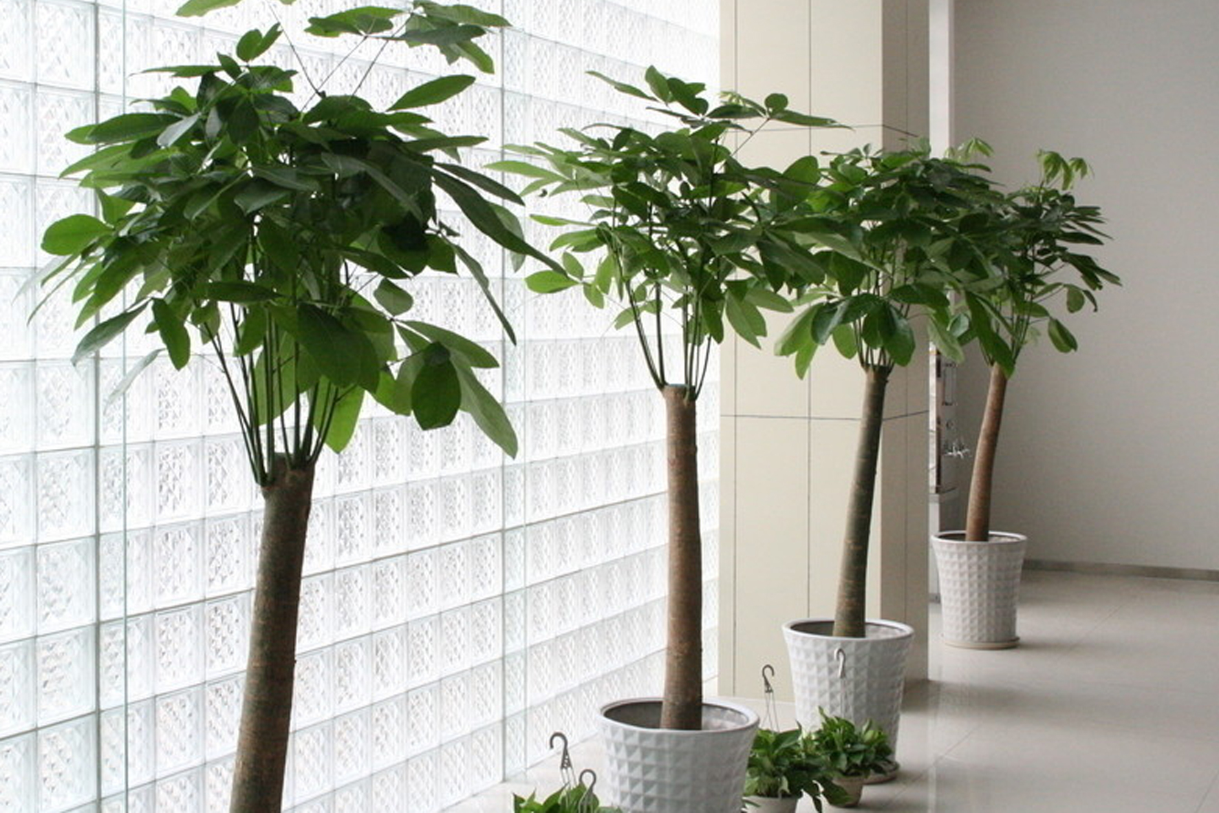 家里发财树摆放的几大禁忌，否则财运留不住，霉运常跟随!