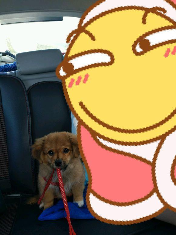 流浪小奶狗在家里乱撒尿,女孩街上一顿胖揍,反