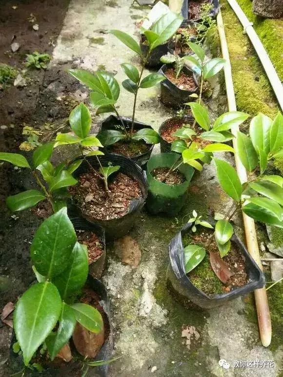 (茶花吧 白衣一刀) 用了这一招 茶花的扦插生根率提高不少 如果在