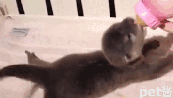 壁纸 动物 猫 猫咪 小猫 桌面 357_202 gif 动态图 动图