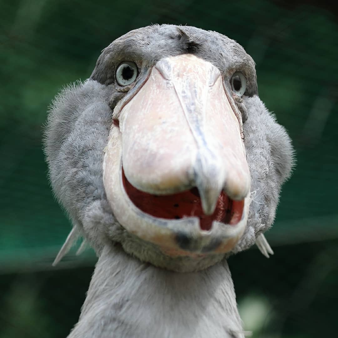 传说杀鳄鱼跟玩似的鲸头鹳,这长相怎么跟开玩笑一样,好像个二傻子