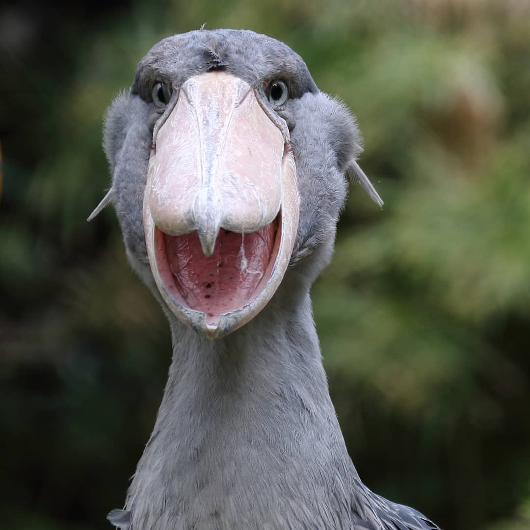 传说杀鳄鱼跟玩似的鲸头鹳,这长相怎么跟开玩笑一样,好像个二傻子