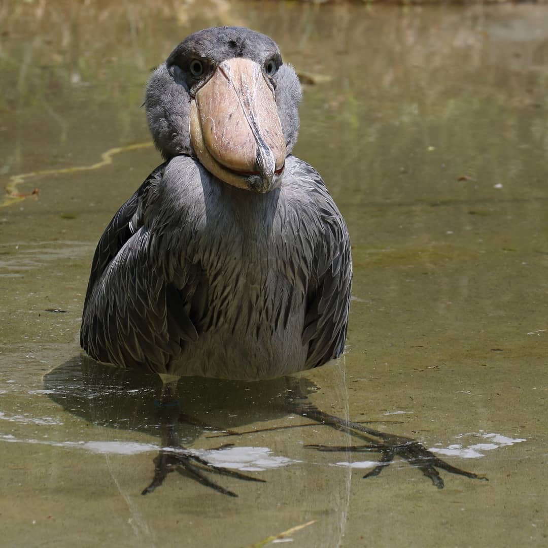 传说杀鳄鱼跟玩似的鲸头鹳,这长相怎么跟开玩笑一样,好像个二傻子