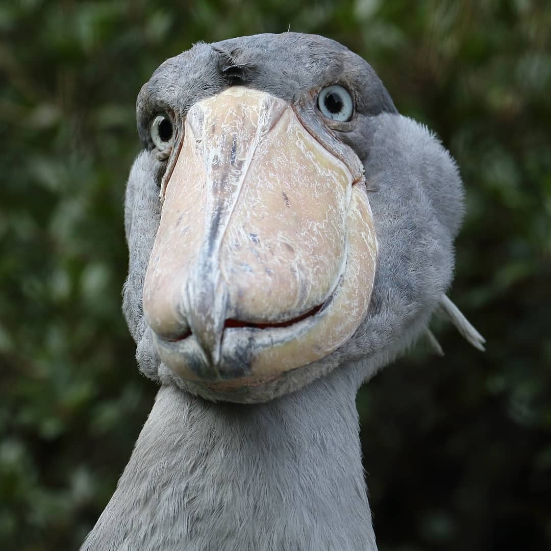 传说杀鳄鱼跟玩似的鲸头鹳,这长相怎么跟开玩笑一样,好像个二傻子