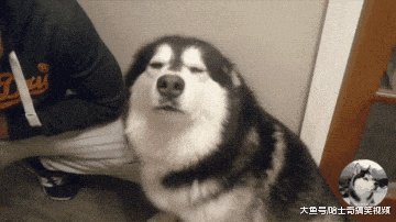 主人刚出门二哈就把楼梯咬烂了, 接下来二哈的表情让人更生气