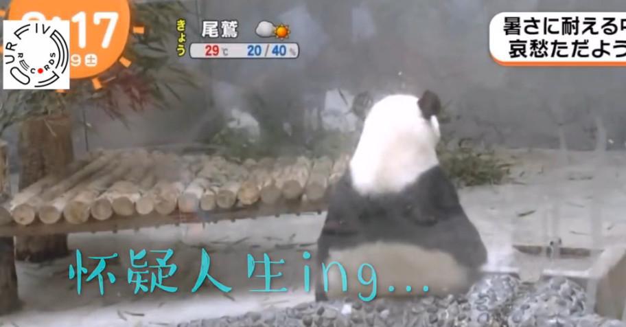 大熊猫热到怀疑人生, 用这一招避暑, 令人哭笑不得!