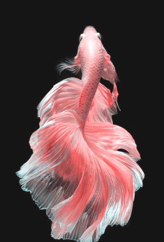 世界最美观赏鱼飘逸似仙,苹果都用它做屏保,看