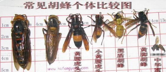 在欧洲肆虐, 中国大虎头蜂成生态入侵, 你在日常见过吗?