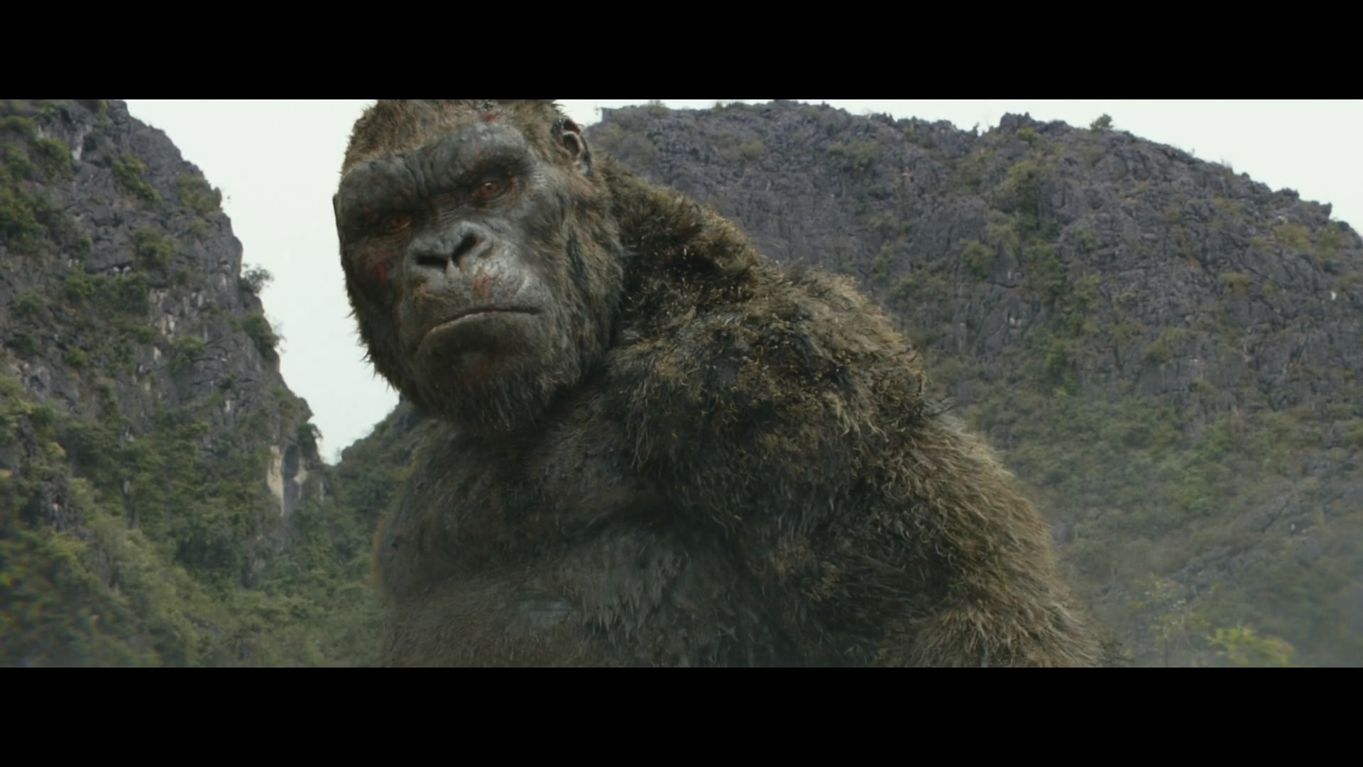 巨型猩猩霸气登场,人类调皮捣蛋,让金刚来收场