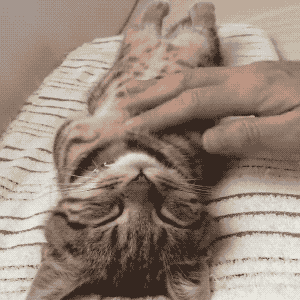 壁纸 动物 猫 猫咪 小猫 桌面 300_300 gif 动态图 动图