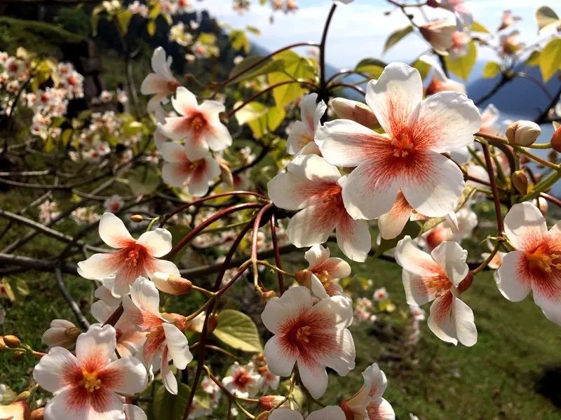 " 桐子树开花, 花,满满一树!