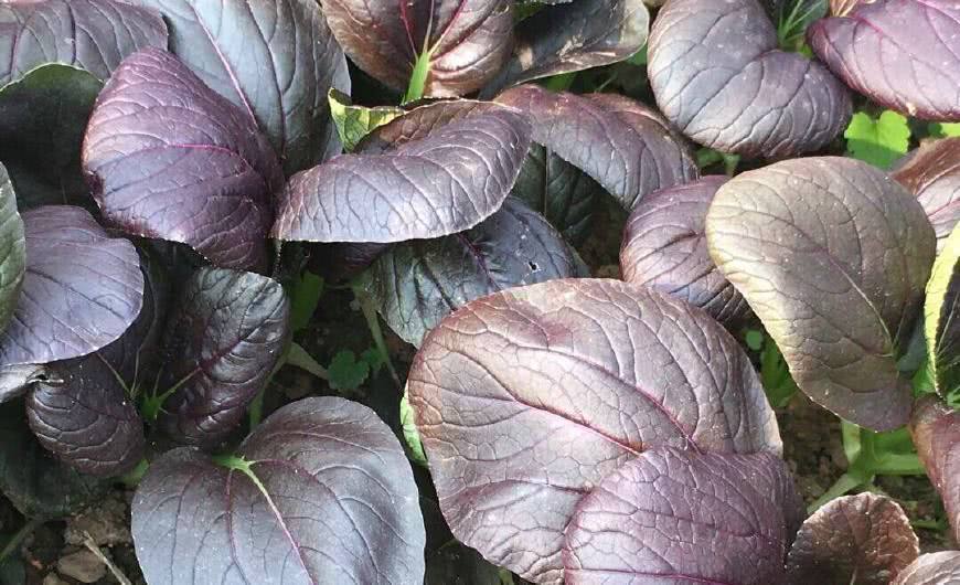 这个菜一年四季可以种,播种一个月就可采摘,比