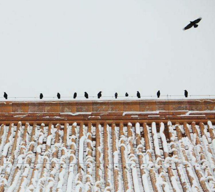 为什么皇帝要在故宫养10万只乌鸦,有什么用处